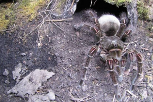 Perad prijatelj - najveći pauk na svijetu